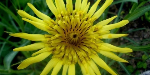 Sumnjiva kozja brada: fotografija i opis